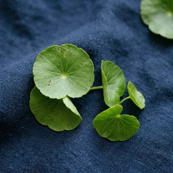 Centella Asiatica Extract